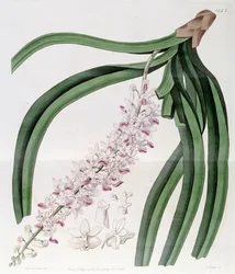 Rhynchostylis retusa (als syn. Eulophia mackaiana)